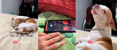 Perro se emociona hasta las lágrimas al escuchar al 'Conejo malo'. Perro escucha las canciones de Bad Bunny y se pone a “llorar”