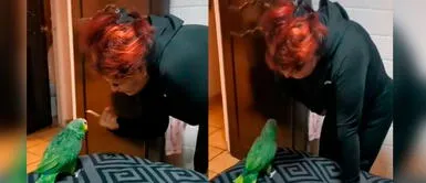 Lorito hace travesuras durante la ausencia de su dueña. Dueña llama la atención a su loro al notar que es agresivo con otras personas menos con ella
