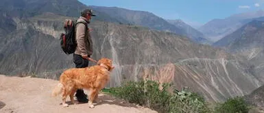 Wally es un perro que tiene mucha experiencia en búsqueda de personas 'Wally' es el perro que está buscando a la turista belga desaparecida en el valle de Colca