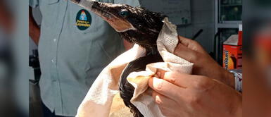 Especialistas brindarán ayuda a los animales afectados por derrame de petróleo. Serfor y Parque de las Leyendas cuidarán de animales afectados tras derrame de petróleo