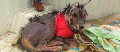 Perro rescatado con sarna y sin pelo en Bután. Perrito rescatado de la montaña con sarna y sin pelo tiene radical cambio