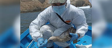 Cientos de animales fueron rescatados tras derrame de petróleo. Registran 953 aves cubiertas de petróleo en áreas protegidas tras derrame