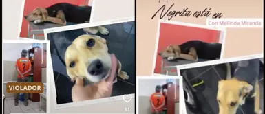 Negrita fue abusada por VICTOR HUGO HINOSTROZA GOICOECHEA, y usuarios piden se respete la ley de protección al animal y se haga justicia. . Trujillo: Piden cárcel para violador de perrita: "Este sujeto es un peligro"