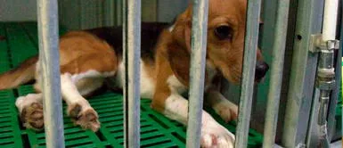 Suiza casi se convierte en el primer país en prohibir experimentos científicos con animales Suiza votó para continuar los experimentos médicos con animales