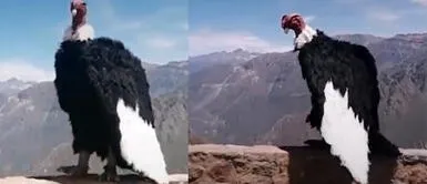 Usuarios en TikTok pensaron que el cóndor era verdadero Cóndor tiene flow: ave peruana baila reggaeton en Arequipa