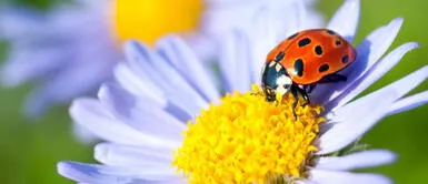 La buena suerte en torno a las mariquitas es un misterio que muchos han intentado responder. ¿Sabías que las mariquitas pueden atraer buena suerte en el amor?