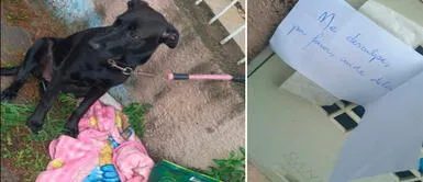 Abandonan a perrita con saco de comida y su manta favorita. Perrita es abandonada con su manta y dejan nota que indignó a miles en redes