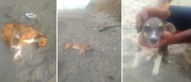 Perros en Chancay habrían muerto por el derrame del hidrocarburo. Chancay: Denuncian que más de 20 perros estarían intoxicados tras derrame de petróleo