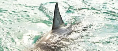 Hombre es devorado por un tiburón blanco ante la mirada de bañistas en Australia. Hombre es devorado por un tiburón blanco ante la mirada de bañistas