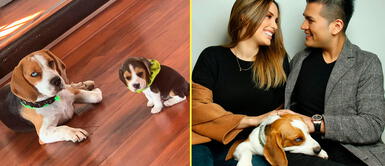 Perritos de Deyvis Orosco y Cassandra Sánchez tienen su propia cuenta en redes. Deyvis y Cassandra aseguran que sus perros no han sido abandonados