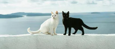 Día internacional del Gato Día Internacional del Gato: ¿Por qué se celebra el 20 de febrero?