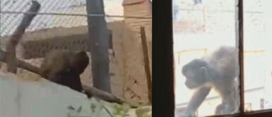 Vecinos indican que monito se ha robado varias cosas de sus viviendas. Foto: captura de Latina Vecinos piden rescatar a mono que recorre por techos y roba comida en el Callao