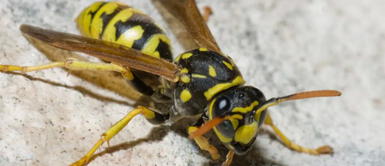 El animal vive en comunidades y tiene un potente veneno con muchas proteínas y péptidos. Brasil: veneno de avispa mata células cancerígenas