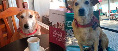 Corchito vive en el bar Dickens, en Buenos Aires (Argentina) Conoce a 'Corchito', el perrito que acompaña a los clientes solitarios en un bar