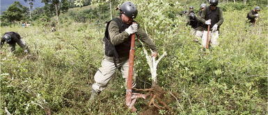 Bancada oficialista a favor de legalizar la hoja de coca. Perú Libre presentó cuatro proyectos para legalizar el cultivo de la hoja de coca