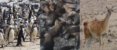 Descubre todos los destinos turísticos que Marcona ofrece a los turistas. Semana turística de Marcona: ¿Cuáles son los mejores destinos turísticos para vacacionar?