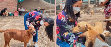 Sigrid Bazán usó sus redes sociales para usuarios puedan adoptar a perros rescatados. Sigrid Bazán pide que adopten perritos: "Todos podemos poner nuestro granito de arena"