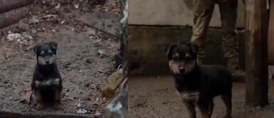 Soldados ucranianos acogen a perrito que temblaba de frío. Rambo, el perrito que defiende su cuartel en Ucrania tras bombardeos de Rusia