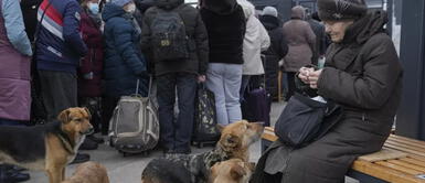 Piden huir con animales desde Ucrania Veterinarios piden medidas de urgencia para proteger a los animales en la guerra de Rusia vs Ucrania