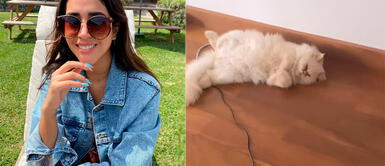 Melissa Paredes tiene cuatro mascotas en su departamento. Melissa Paredes queda enamorada con la posición de dormir de su gato: "Qué lindo es"