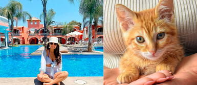 Andrea San Martín comparte tierna foto de su gato Bruno cuando era un 'bebé'.. Andrea San Martín expresa su gran amor a su gato: "Qué rico duerme mi rey"