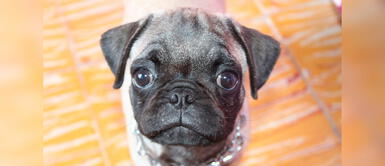 Este indignante hecho ocurrió en Florida. Mujer lanza a perrito pug de séptimo piso tras pelear con su novio en EE.UU.