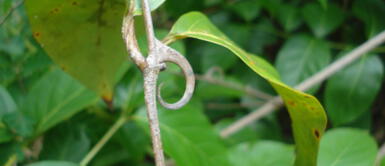 Uña de Gato: la planta mágica que tiene grandes poderes esotéricos Uña de Gato: la planta mágica que tiene grandes poderes esotéricos