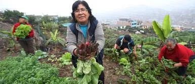 Emprendedora trabajó un huerto junto a otras mujeres en terreno olvidado. Agricultora de VMT convirtió en huerto terreno utilizado como refugio por delincuentes