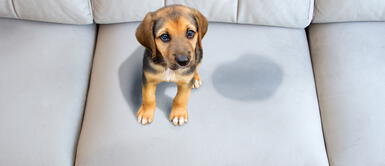 . Los engreídos de casa empiezan a orinar en cualquier parte de la casa cuando se siente mal. Perros: conozca la solución para que su mascota deje de orinar por todas partes