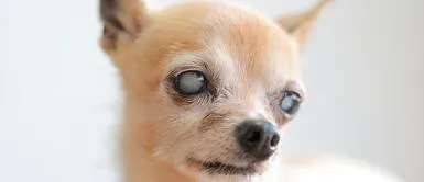 Las infecciones más comunes en los ojos de un perro son las apariciones de nubosidad Perros: el peligro que corren cuando los ojos se le ponen blancos