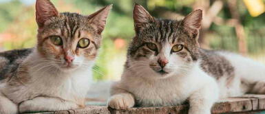 La FIFe respalda al gobierno de Volodímir Zelensky Federación Internacional de Gatos castigó a los competidores de Rusia