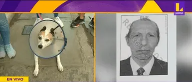 SJL: perrita queda ciega luego de que vecino le rociara ácido muriático SJL: perrita queda ciega luego de que vecino le rociara ácido muriático