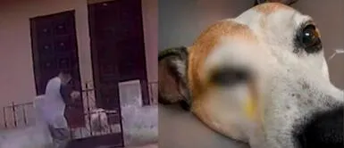 Familias temen por su seguridad luego del ataque que recibió perrito. SJL: Hombre lanza ácido muriático a perrito y este pierde la visión