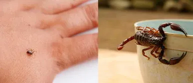 Especialista recomienda limpiar la casa de manera frecuente. Reportan nueve casos de mordedura de araña y alacrán en Áncash