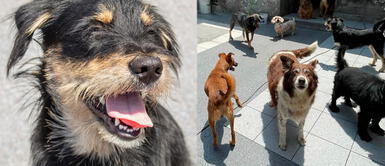 Animales sin hogar buscan ser adoptados para dar amor. Super jornada de adopción: Perritos rescatados buscan una familia responsable este domingo 13