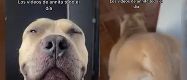 Perro se vuelve viral al hacer el paso de Anitta Perrito sorprende con 'paso de Anitta' y se vuelve popular en TiKTok