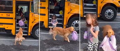 La pequeña Autumm es consciente que tiene a un buen compañero. Perro espera que una niña llegue de la escuela para cargar su mochila | VIDEO