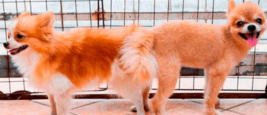 No se pueden separar a los perros, porque puede generar lesiones Conozca la razón del por qué los perros no se despegan cuando se aparean