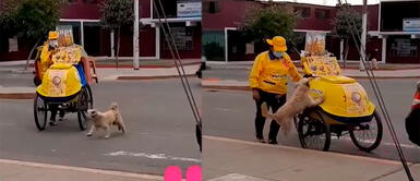 Perrito enamora en TikTok al pedir su helado favorito este verano. Perro brinca de la emoción para que le compren un 'sanguchito', pero dueña dice que 'ya se pasa'