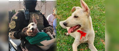 La perrita de cuatro meses se encuentra en adopción. Policía salvó a una perrita de ser atropellada y la mantuvo en su moto para que no le pase nada