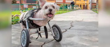 Conoce qué puedes llevar al cumpleaños del perro Rayito. Perrito discapacitado celebra su cumpleaños para recolectar alimento para sus hermanos