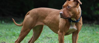 La joven madre solo fue apoyada por la dueña del negocio. Arequipa: niño, de tres años, es desfigurado por pitbull y los dueños se fugan