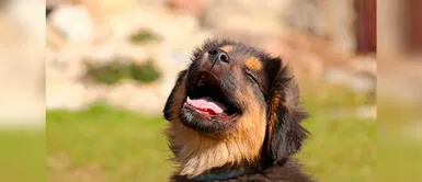 Conoce los nombres de mascotas más usados este 2022. ¿Tienes una nueva mascota en casa y no sabes qué nombre ponerle? Te enseñamos