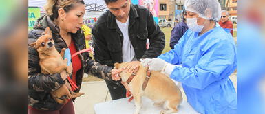 Más de 1000 puestos estarán habilitados para atender a los perritos. 'Van Can': Campaña gratuita de vacunación antirrábica canina en Lima norte