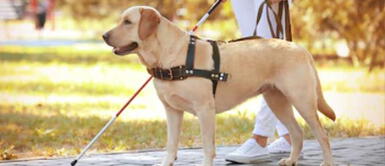 Perú solo cuenta con dos perros guías Perú tiene registrado solo dos perros guías para 600 mil discapacitados visuales, según Conadis