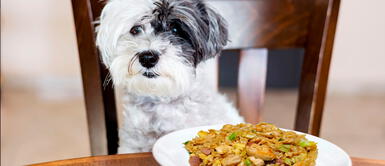 La idea es evitar azúcar, cebolla, uvas, pasas, chocolate y palta. Comida casera para perros: 5 recetas saludables y rápidas