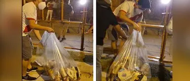 Hinchas peruanos limpian calles de Uruguay tras alentar a la selección en el hotel Hinchas peruanos limpian calles de Uruguay tras alentar a la selección en hotel
