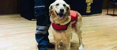 Nalah fue una perrita de raza Golden Retriever que se hizo conocida por rescatar personas Murió 'Nalah', la perrita que se hizo conocida por rescatar personas en el terremoto de México