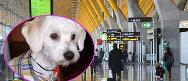 Perrito vive aislado en aeropuerto de España Retienen a perro en aeropuerto y podría ser deportado o 'sacrificado' por no llevar microchip