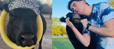 Joven convierte a su ternera en una mascota "Mi perro vaca": Joven prefiere no sacrificar una ternera y la convierte en su mascota